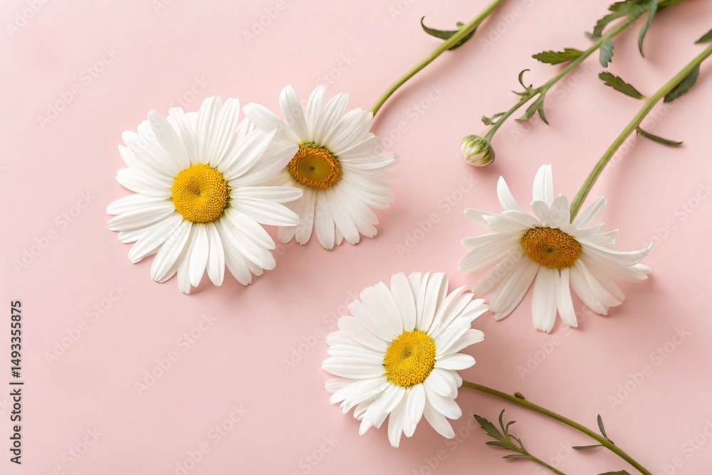 Obraz premium Minimal Flat Lay with White Chamomile Flowers on Light Pink Background