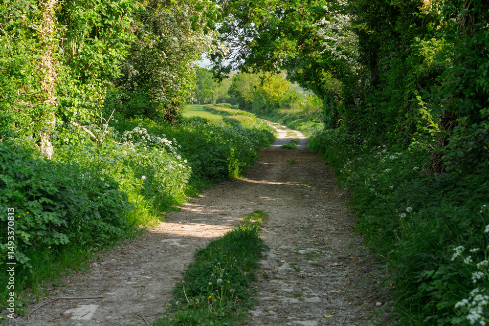 Fototapeta premium country lane 