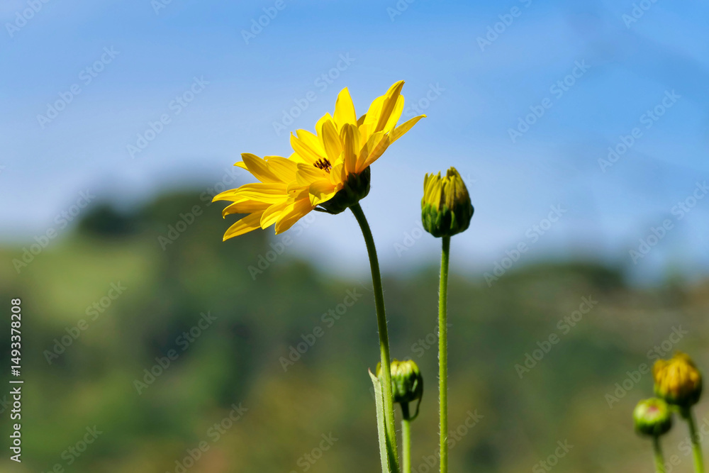 Fototapeta premium Close up of the head of a yellow daisy, also known as Helenium, bursting into bloom against a blue sky 