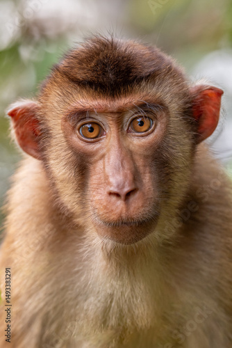 close up of macaque