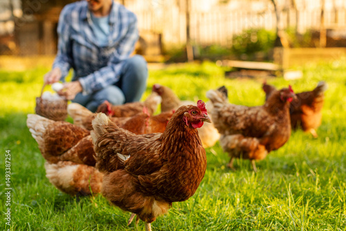 Fototapeta Woman farmer gathering fresh eggs into basket on background, focus on flock of c
