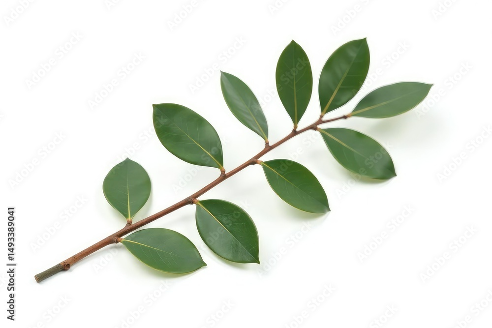 Obraz premium Single isolated eucalyptus branch on white background, nature, wood, branch