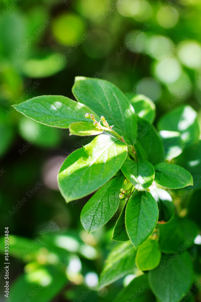 Closeup of a green leaf with water droplets on its surface Closeup of a green leaf with water droplets on its surface
