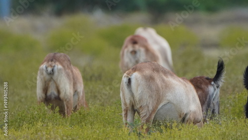 herd of goats