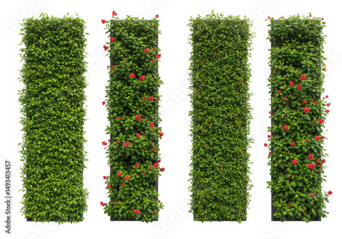 Green foliage wall with red flowers isolated on transparent background