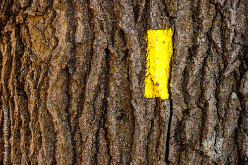 The National Ice Age Trail blaze yellow painted trail marking on the tree bark within the John Muir Memorial Park, near Montello, Wisconsin
