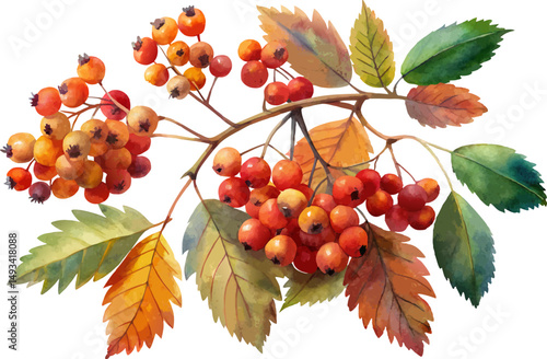 A watercolor illustration of a Service Tree (Sorbus domestica), showing pinnate leaves and rust-colored fruit clusters,  isolated on a white background.