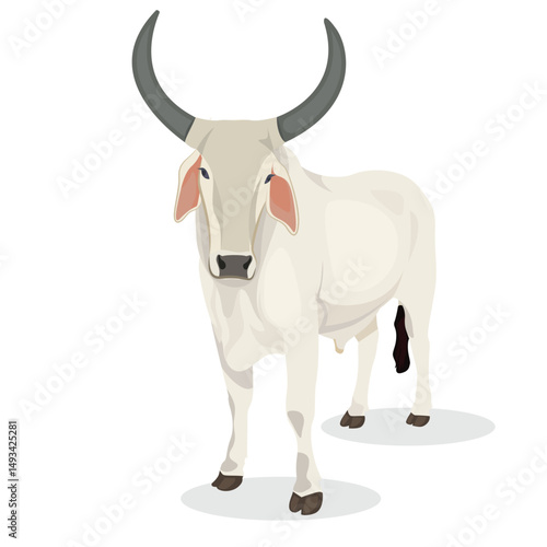 Indian Bull, illustration of Indian farmers bull