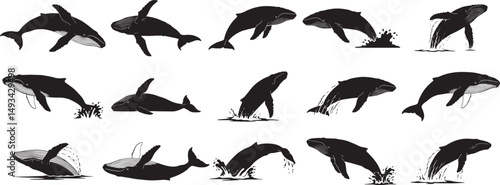 Whale vector illustration set of marine mammals in various poses for ocean life designs