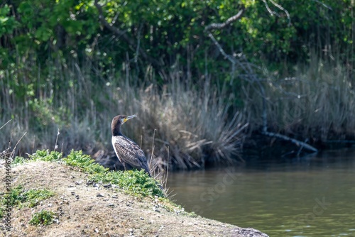 cormorant phalacrocorax carbo perched on an island overlooking a lake