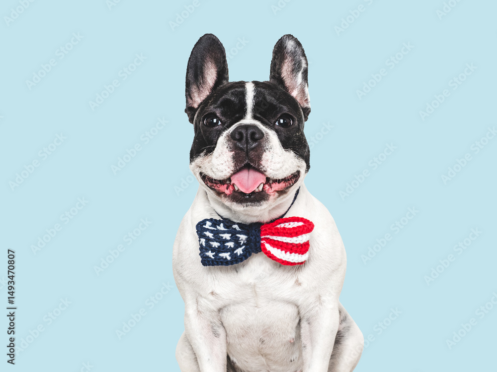 Fototapeta premium Cute puppy and bow tie with American Flag pattern. Dog smile. Closeup, indoors. Studio shot. Congratulations for family, loved ones, relatives, friends, colleagues. Beauty and fashion concept. Pets ca