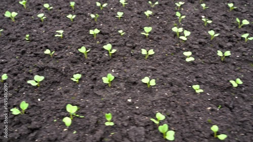 Young radish grows in fertile soil. Dutch variety Selesta F1 radish in garden.