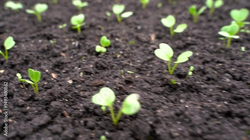 Young red radish with the first leaves on the ground. Growing radish variety Selesta F1 on a farm. Young plant in soil