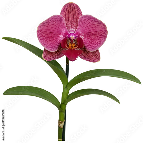 Beautiful pink orchid flower blooming with green leaves botanical floral photography stock image for sale on transparent background