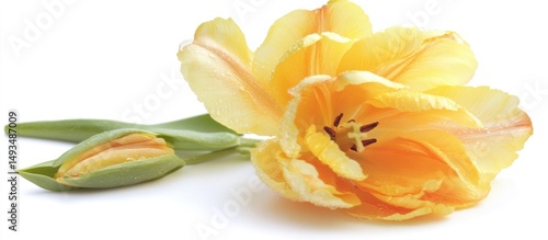 Delicate yellow tulip blossom and unopened bud isolated against a pristine background