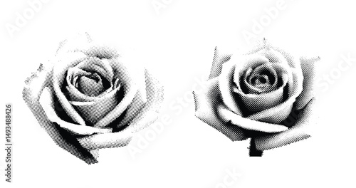 A halftone-style illustration of a human rose. The image is black and white with visible dot shading, mimicking a vintage comic book or pop art aesthetic. The background is plain white