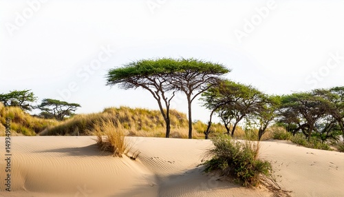 acacia trees and dry grass growing on a sand dune with white background ready to be used in photo editing software