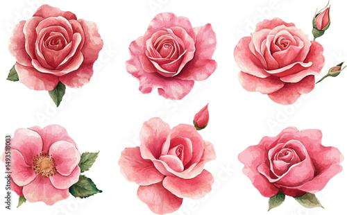 Botanical Watercolor Pink Rose