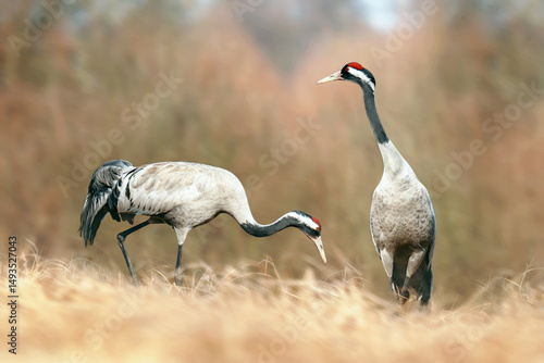 Żuraw, Grus grus