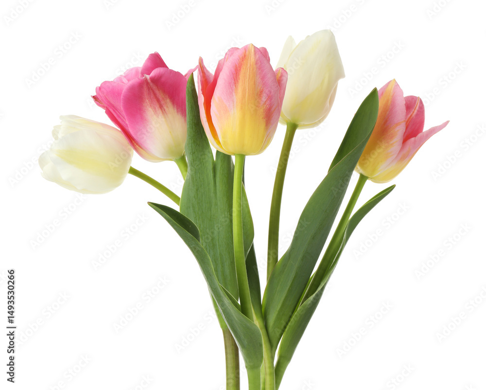 Fototapeta premium Many beautiful colorful tulips isolated on white