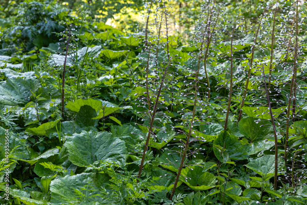 Fototapeta premium Various green forest alpine plants in May evening