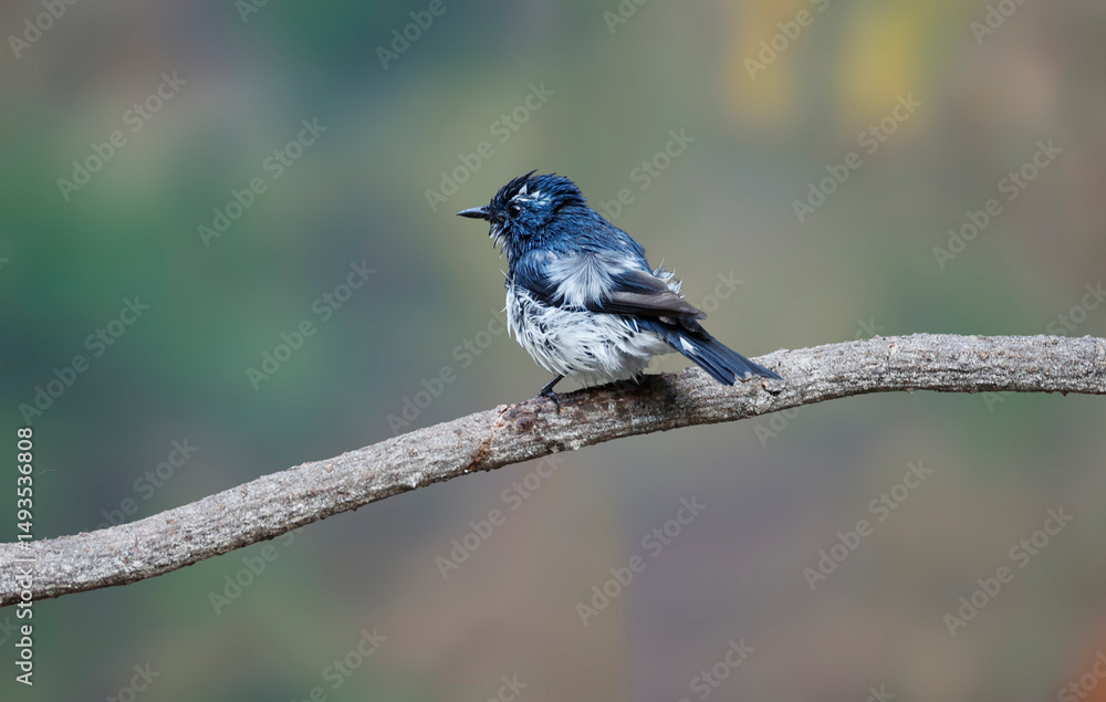 Naklejka premium Ultramarine flycatcher