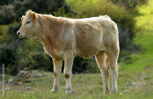 vacas pastando en el campo