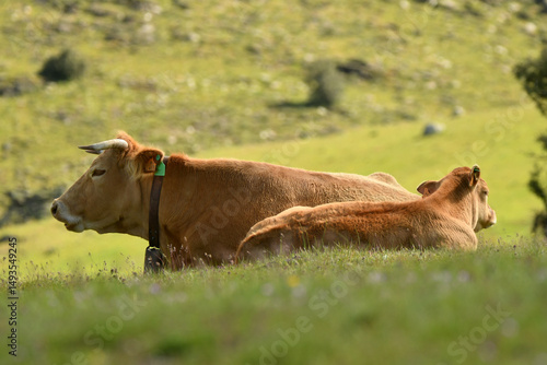 vacas pastando en el campo