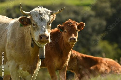 vacas pastando en el campo