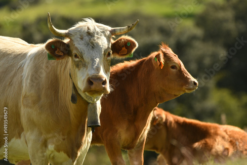 vacas pastando en el campo