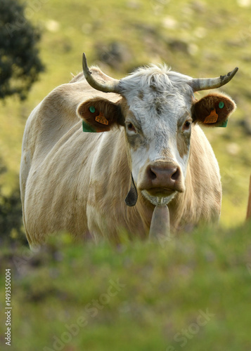 vacas pastando en el campo