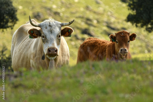 vacas pastando en el campo