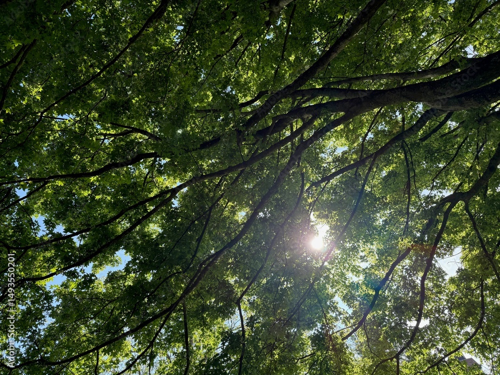 Fototapeta premium Beautiful tree crown with green leaves as background, closeup