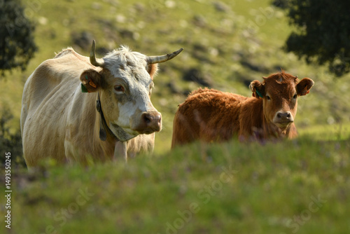 vacas pastando en el campo