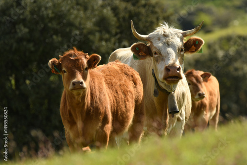 vacas pastando en el campo