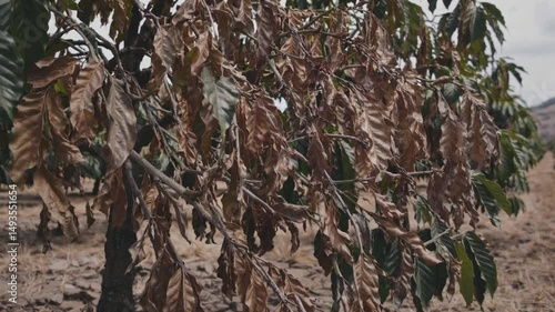 Drought-damaged coffee plants with dry leaves. Withered coffee trees suffering from extreme drought, illustrating climate change impacts, agricultural crisis, and crop failure themes.

