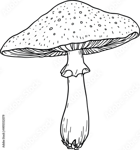 Detailed Mushroom Silhouette Featuring a Large Rounded Cap with Small Speckles, Pronounced Gills Radiating from the Underside, and a Long Slender Stem with a Slightly Bulbous Base, Representing Nature