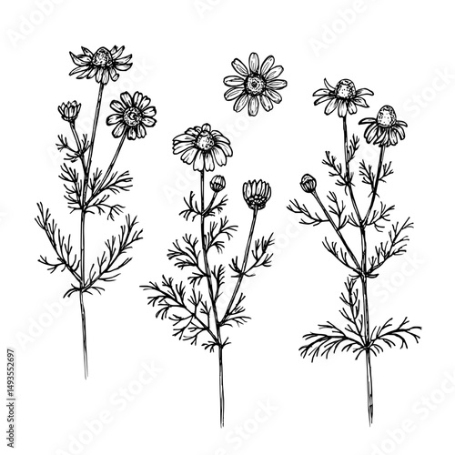 Chamomile herb sketch outline illustration set. Daisy botanical drawing in engraving style for cooking, aromatherapy, garden, medicinal concept. Hand drawn floral vector clipart