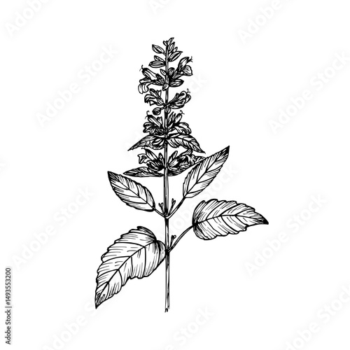 Patchouli herb vintage sketch drawing. Engraved plant illustration for use in wellness, natural cosmetics, culinary herbs, and garden decor. Hand-drawn floral vector clipart isolated on a white