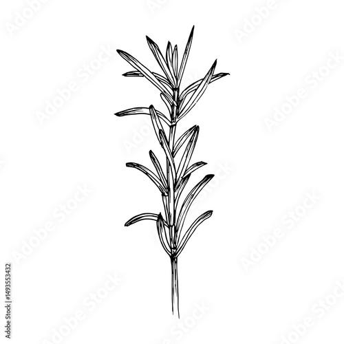Rosemary herb sketch outline illustration. Botanical drawing in engraving style for cooking, aromatherapy, garden, medicinal concept. Hand drawn floral vector clipart isolated on a white background