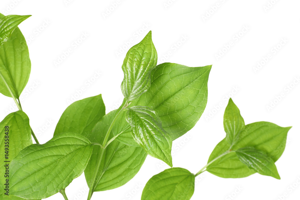 Fototapeta premium Branches with green leaves isolated on white