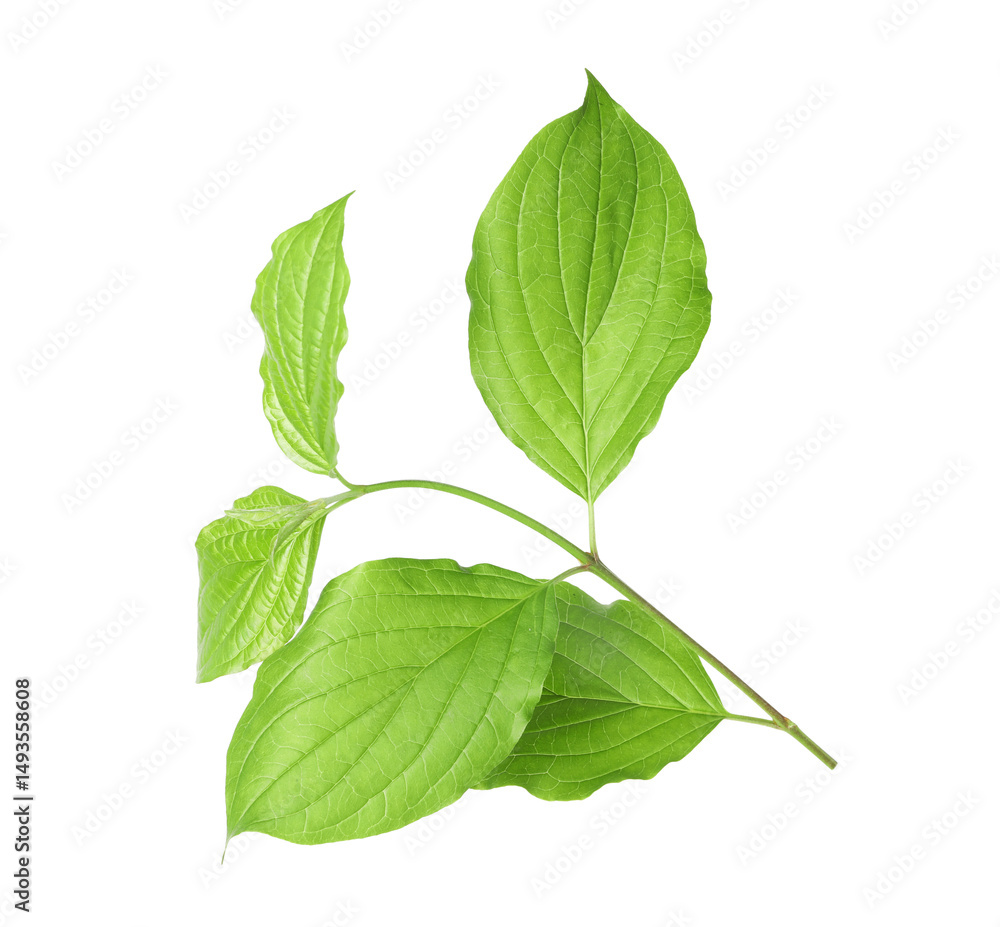 Obraz premium One branch with green leaves isolated on white