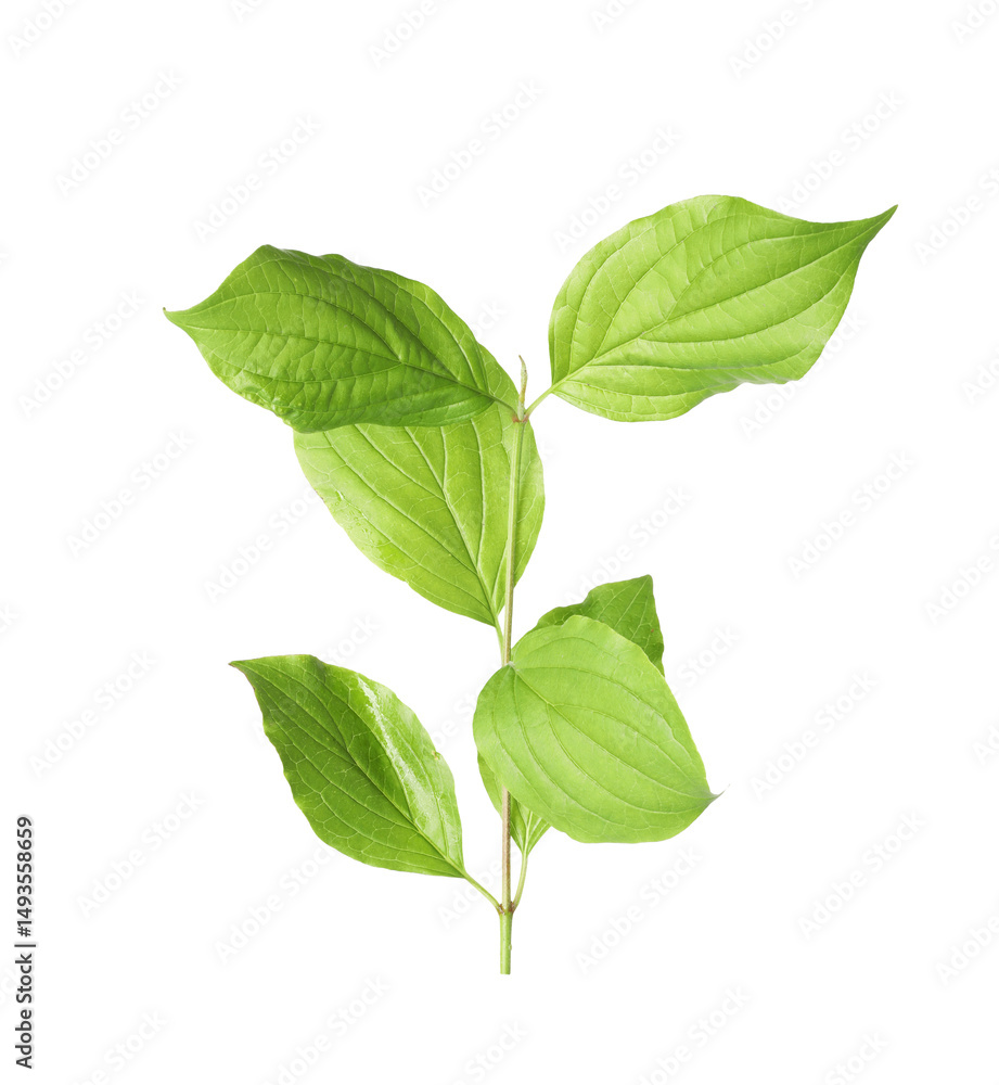 One branch with green leaves isolated on white One branch with green leaves isolated on white