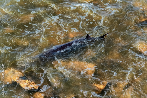 Lake Sturgeon Spawning At The Fox River Dam And Rapids At De Pere, Wisconsin, In Spring