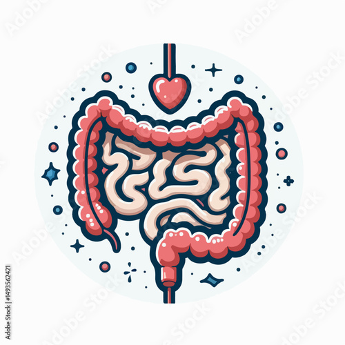 human intestine vector illustration 