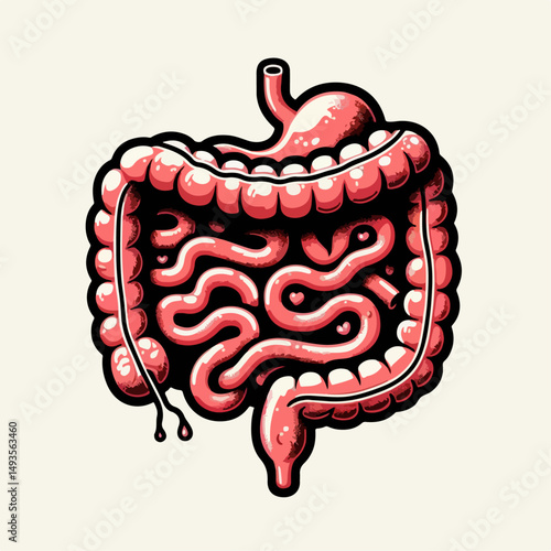 human intestine vector illustration 