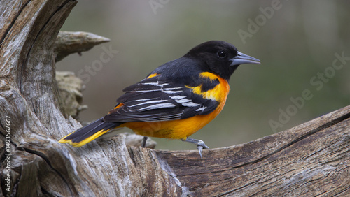 Φωτογραφία Beautiful black and orange male Baltimore Oriole on driftwood with green backgro