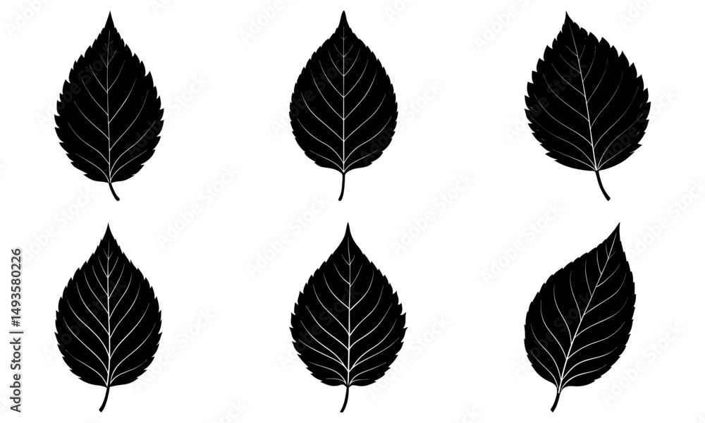 Fototapeta premium Beech Leaf Silhouette vector illustration