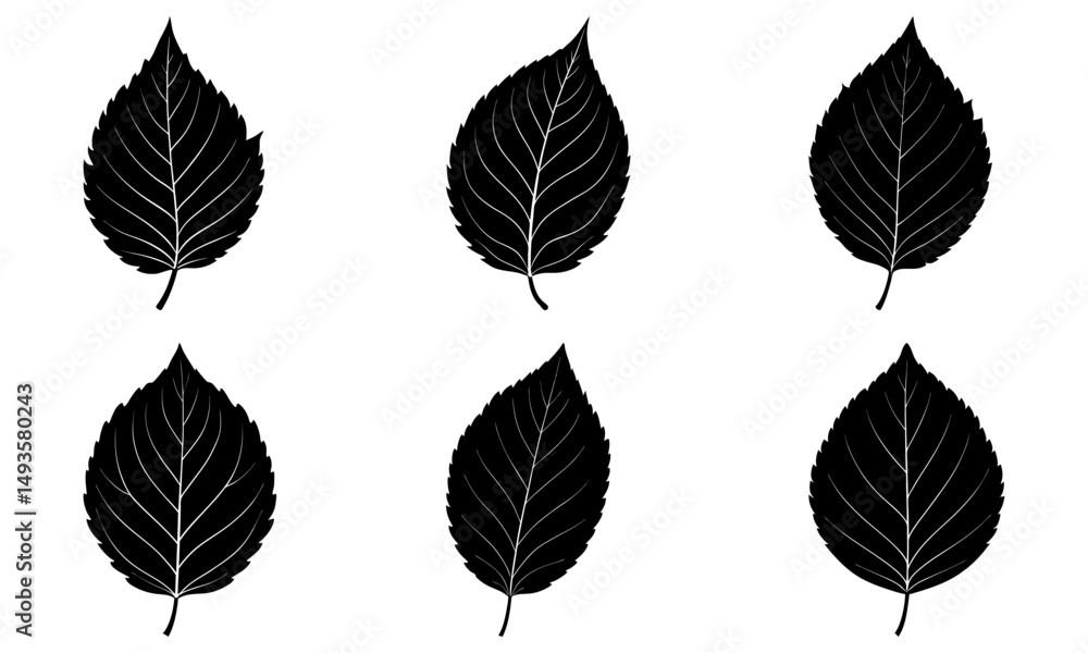 Obraz premium Beech Leaf Silhouette vector illustration
