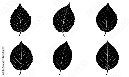 Beech Leaf Silhouette vector illustration